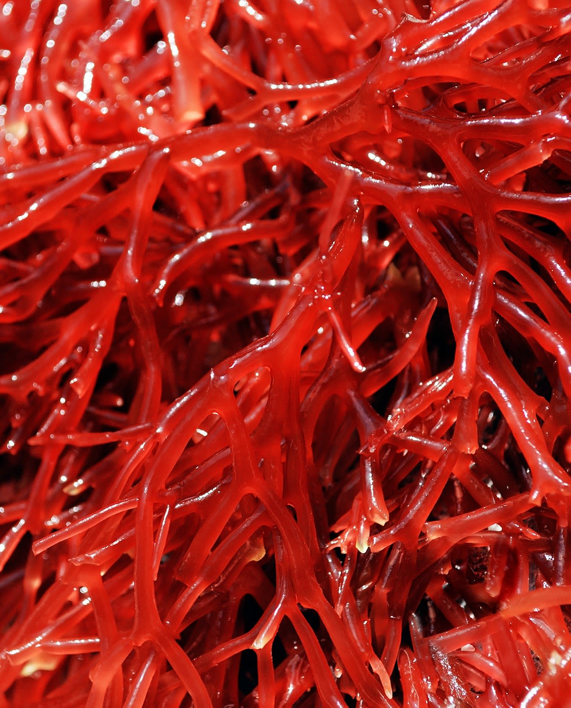 Bright red algae seaweed detail