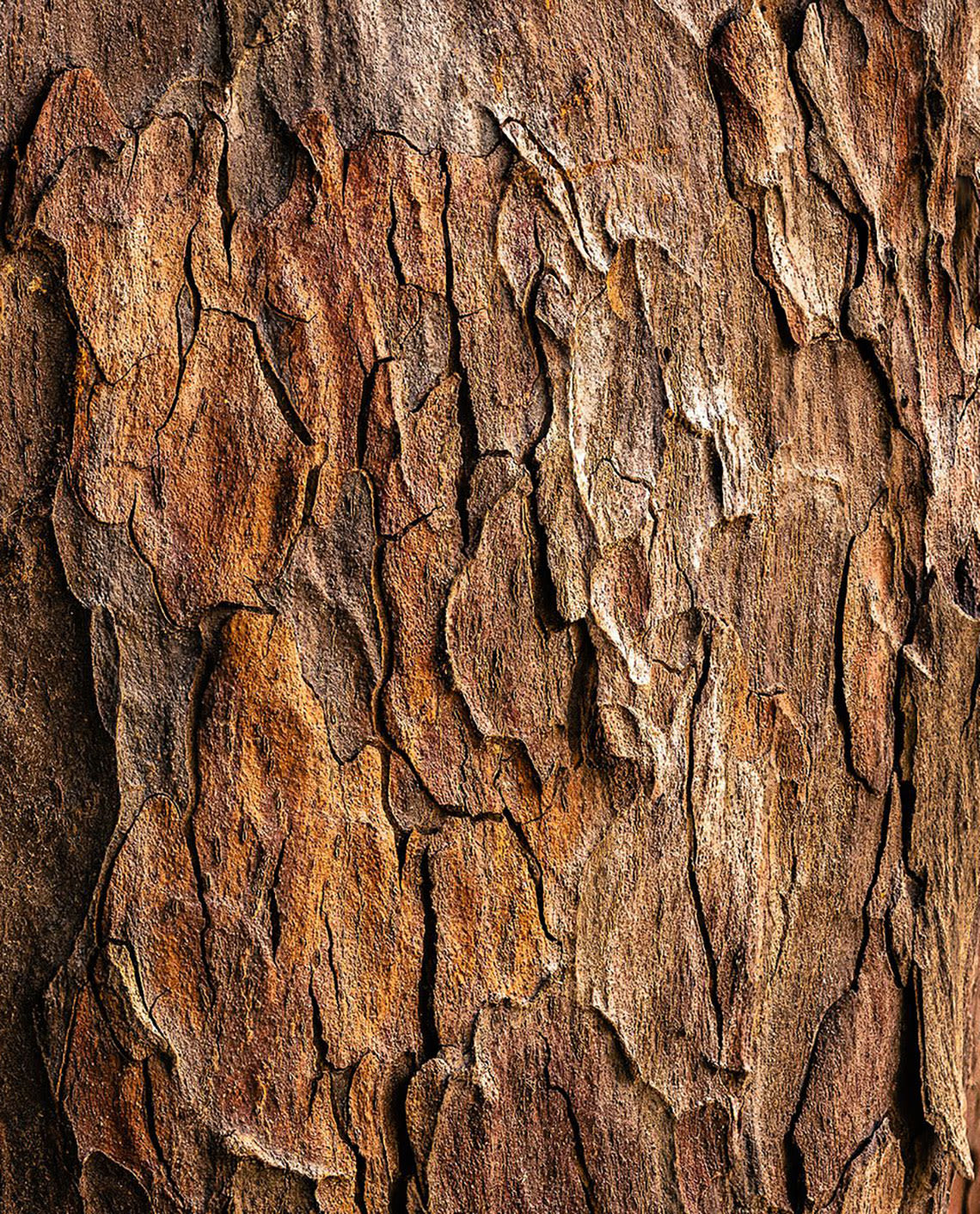 Salix Nigra Bark