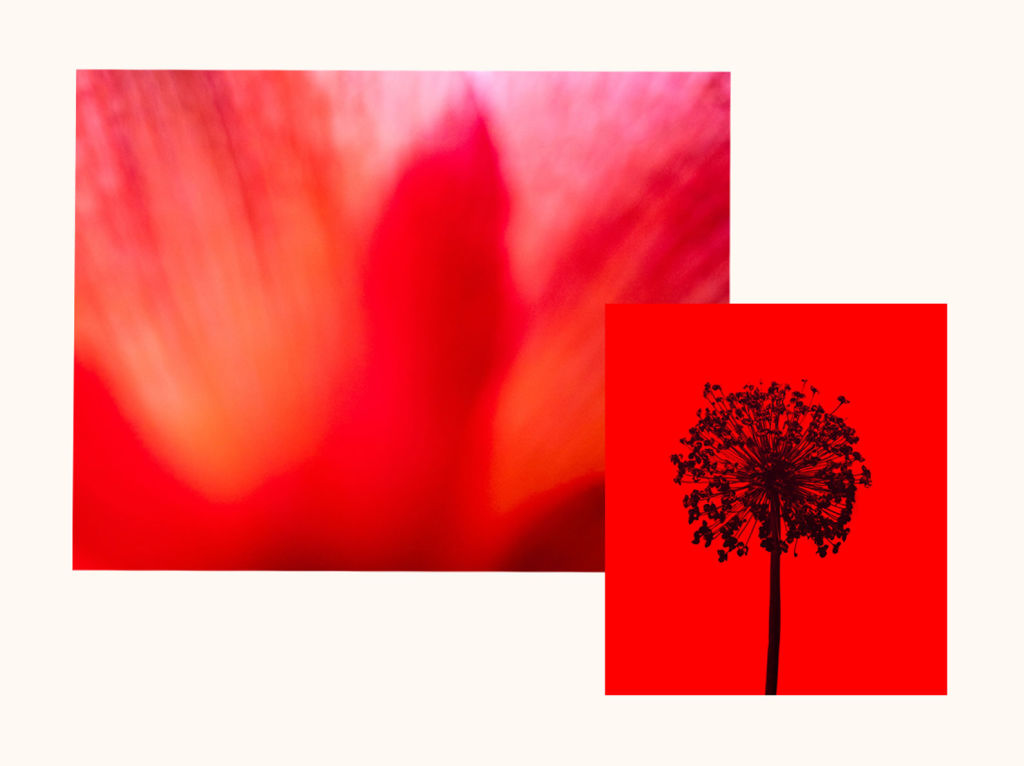 Bright red image of inflammation and a dried aged flower