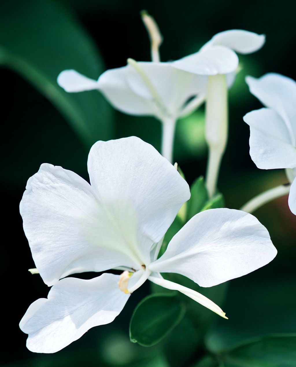 White garland lily flowers