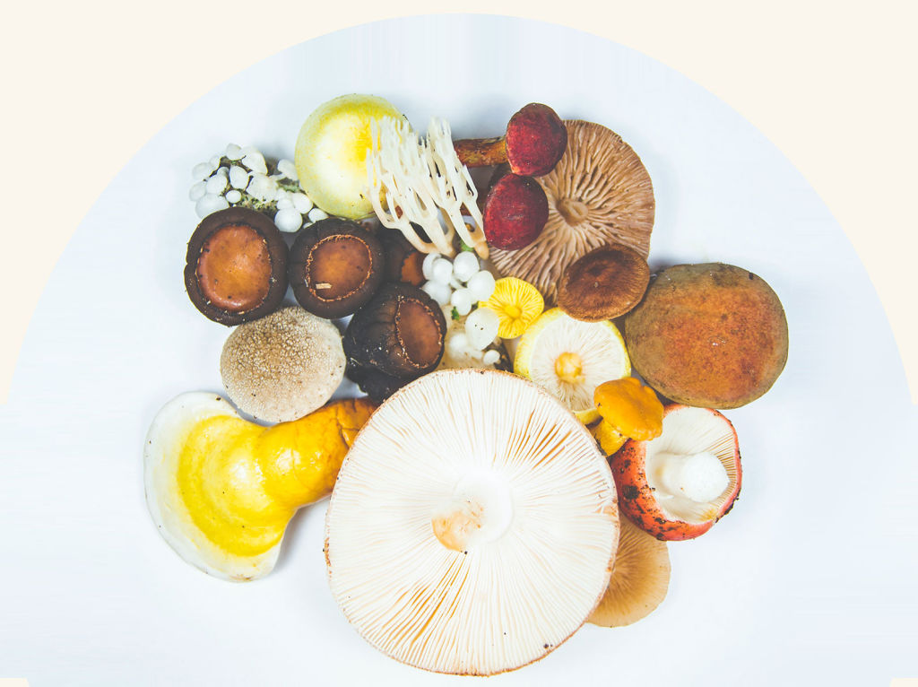 A variety of adaptogenic mushrooms