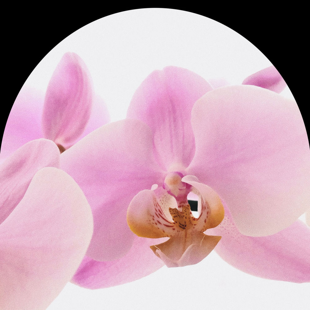 Orchid, menopause, goddess phase