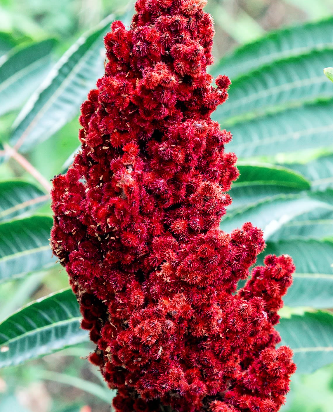 Bright red Sumac plant
