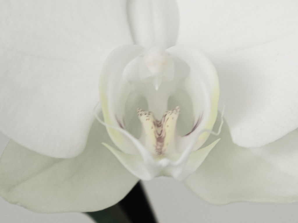Close detail of a white orchid blossom