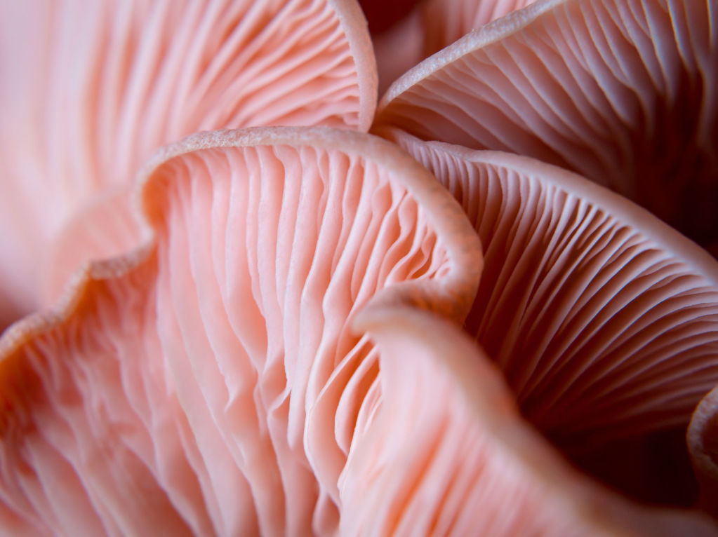 Adaptogenic mushroom detail