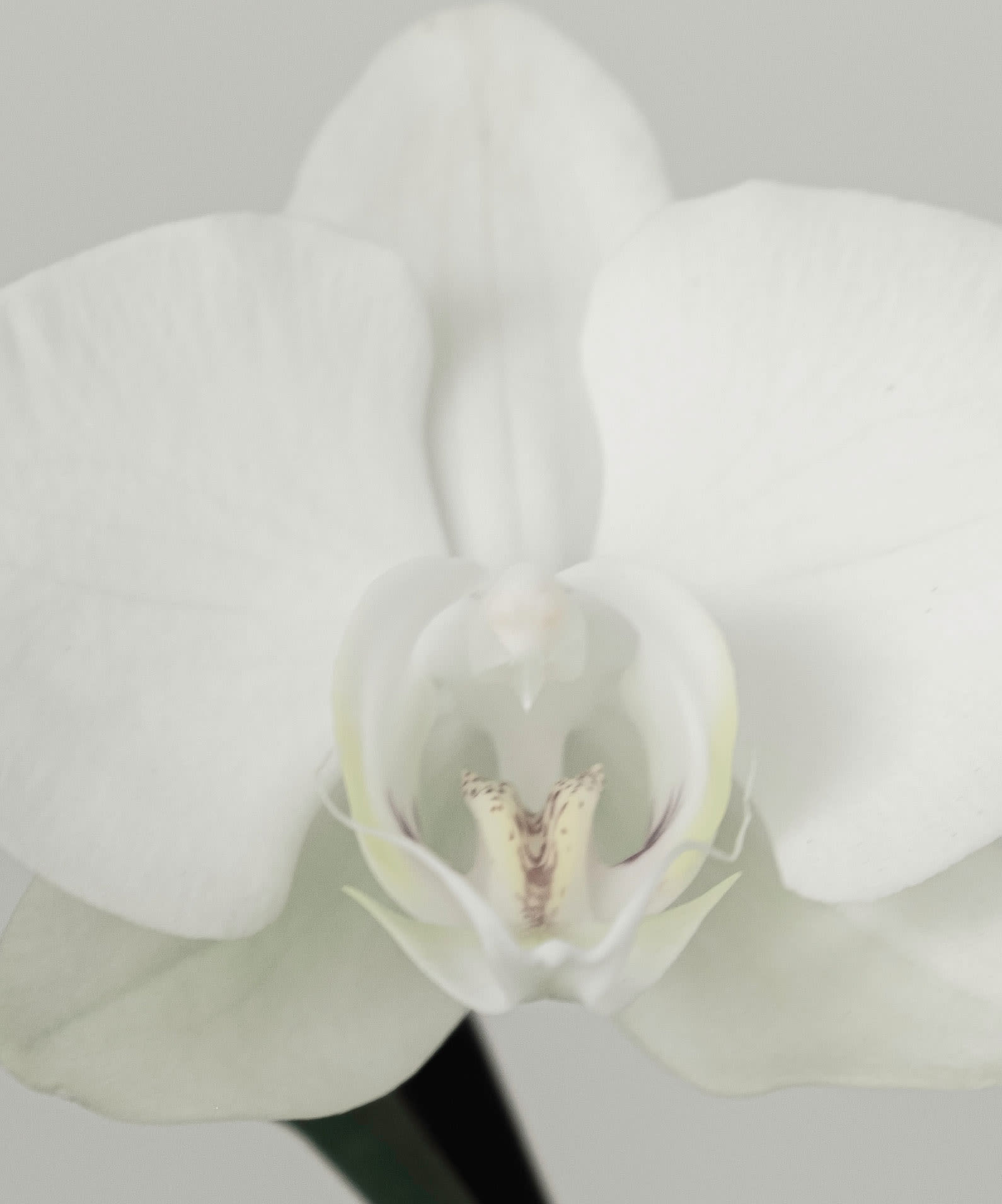 Close detail of white orchid flower