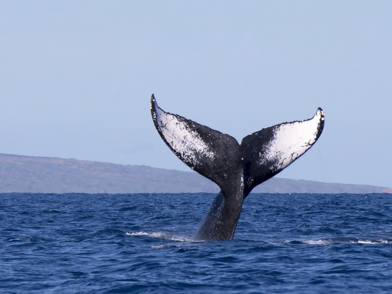 鲸鱼的尾巴露出水面。