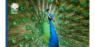 Web-Design-Ravago-Global-V2-About-us humility-S-400x200 Web-Design-Ravago-Global-V2-About-us humility-S-400x200