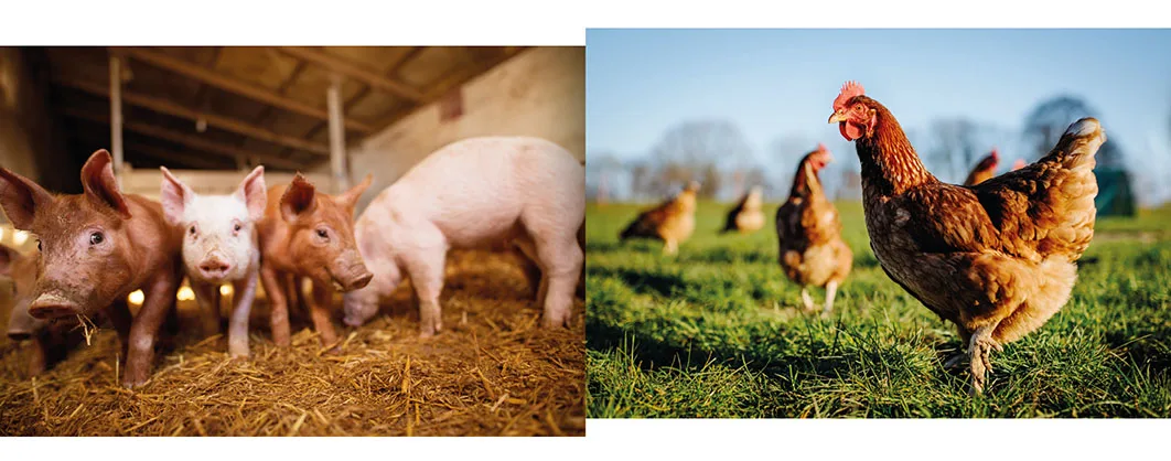 Vidara Markets pagina ontwerp Photo Series Animal Nutrition 01-05 Vidara Markets pagina ontwerp Photo Series Animal Nutrition 01-05