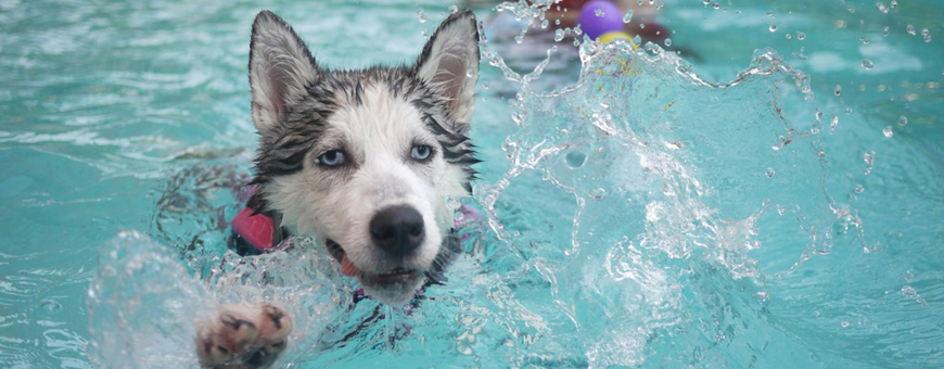 Keep Your Pets Cool This Summer Hero