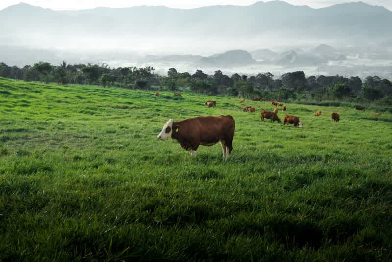several cows grazing in the green grass fields