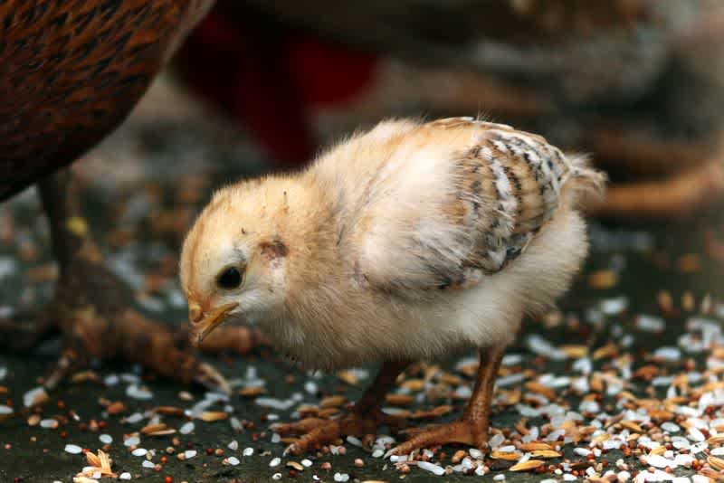 A baby chick pecking at small morsels of food on the ground.