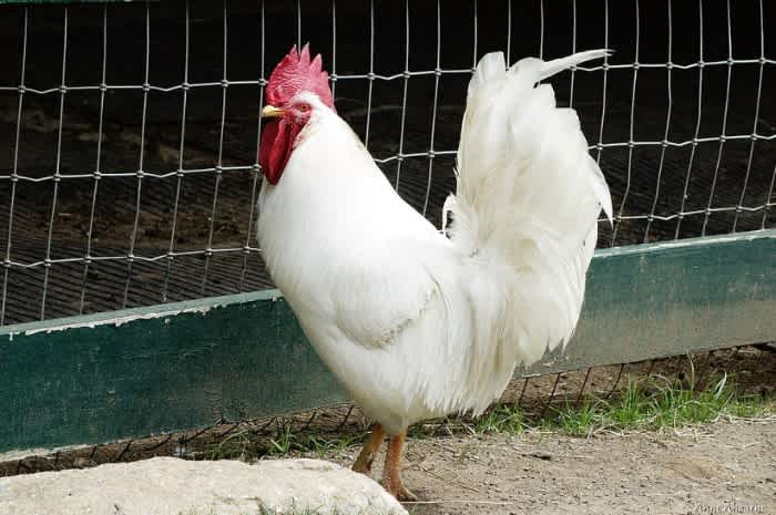 A white Leghorn rooster outside standing on a dirt patch next to a rock and a wire fence