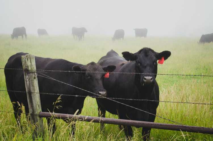 Two black Angus cows next to a wire fence in a foggy green pasture