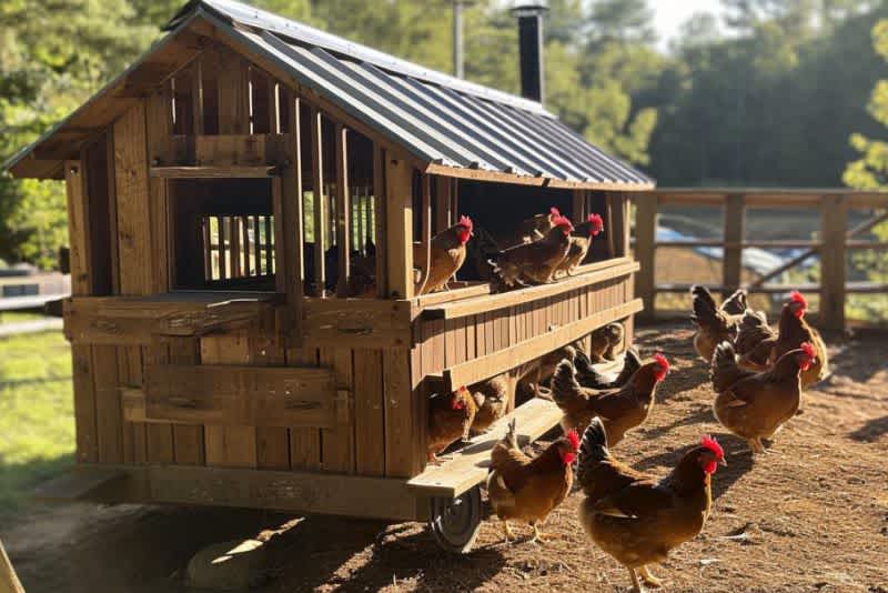 a chicken tractor with several chickens around it