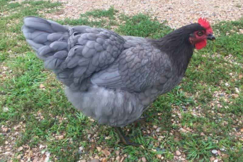 A Sapphire Gem chicken outside standing on grass and small rocks