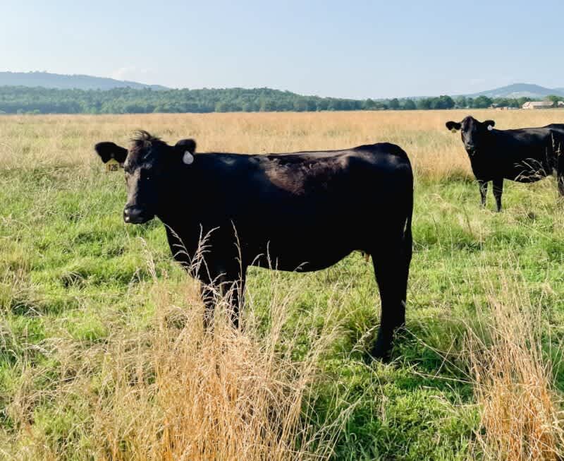A Beginner's Guide to Raising Cattle