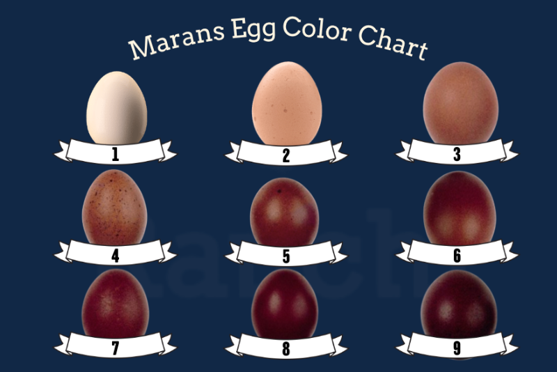 a black copper maran egg color chart consisting of nine eggs showing from light white to dark chocolate purple