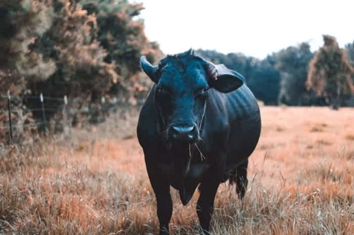 A black Angus cow standing on a field with a fence and trees in the background