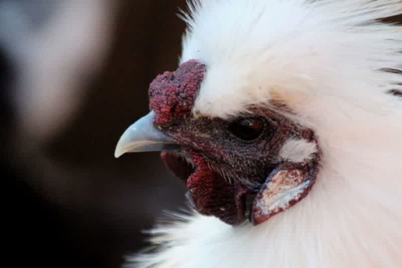 A close-up side profile of a white Silkie chicken.