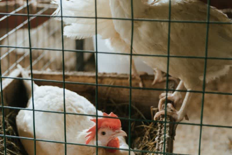 A white chicken in its wooden nesting box with two other white chickens standing on the edge of the nesting box in a cage.