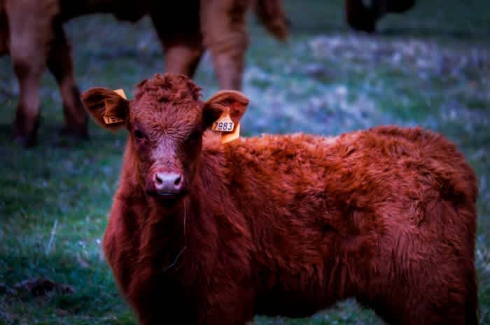 A brown furry cow with tags on its ears outside standing on a field