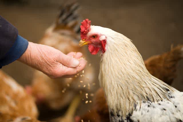image of a hand feeding chicken feed to a white chicken