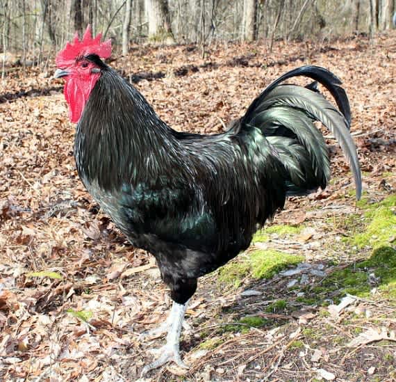 A large black Jersey Giant Rooster standing outside next to dead leaves and a forest