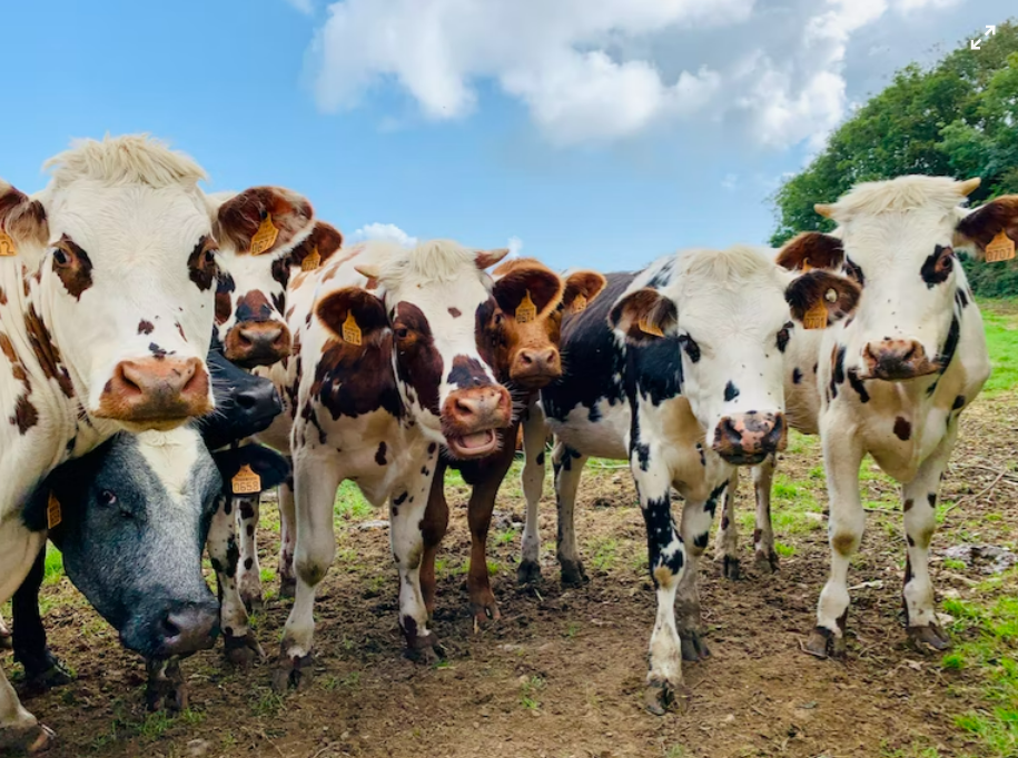 a herd of brown and black cows looking at the camera