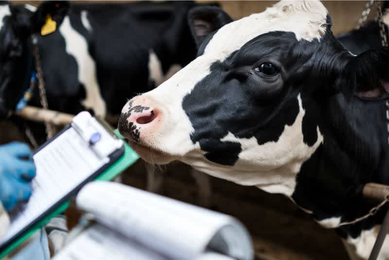 close-up of a cow with distinct black and white markings. The cow is in a barn or stable setting, with a chain visible behind it. A veterinarian, is seen on the left side of the image, wearing gloves and holding a clipboard