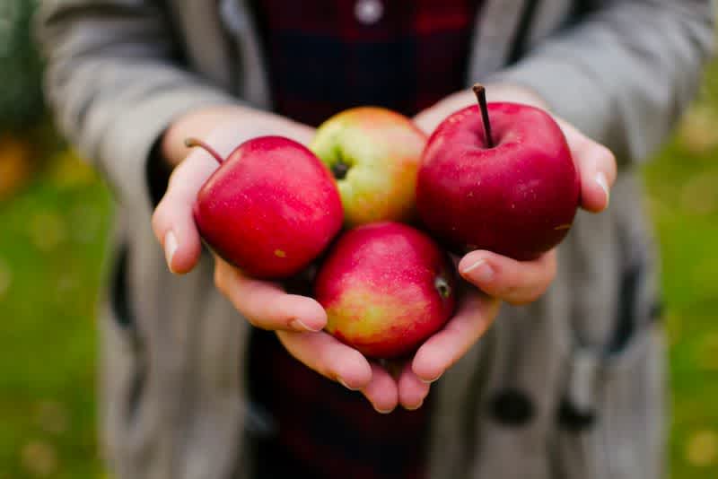 Four apples being held with hands