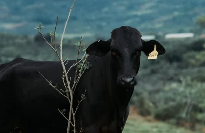 A black Angus cow with a yellow tag on its ear next to a small tree and a forest in the background