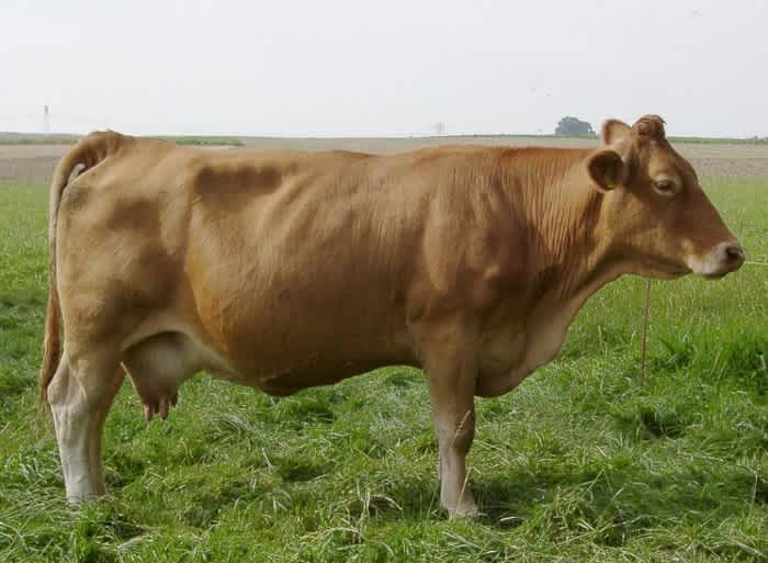 The side of a Gelbvieh cow standing on some green grass outside