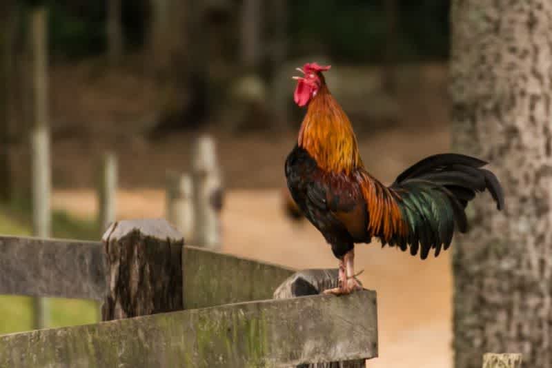 A red rooster standing on a wooden fence outside crowing