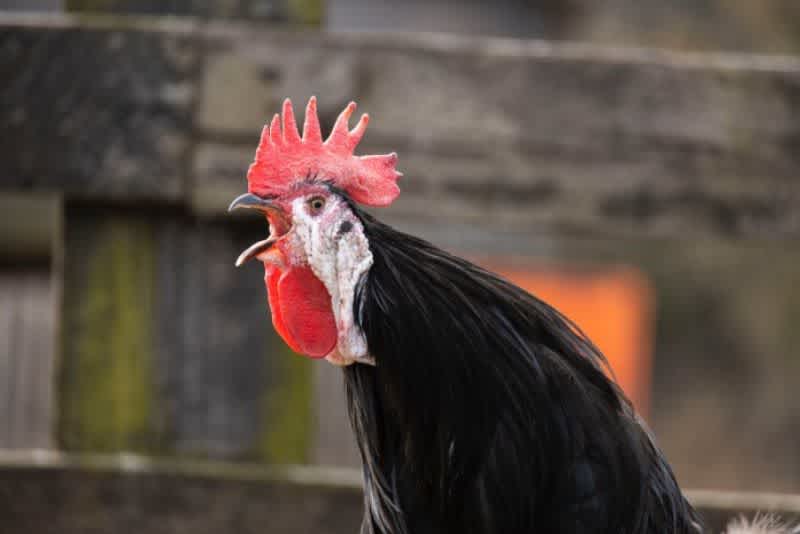 A black rooster crowing outside.