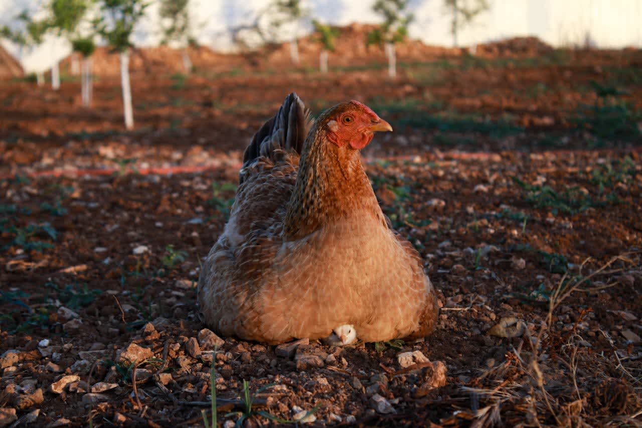 a baby chick is under the mother hen while the sun is setting