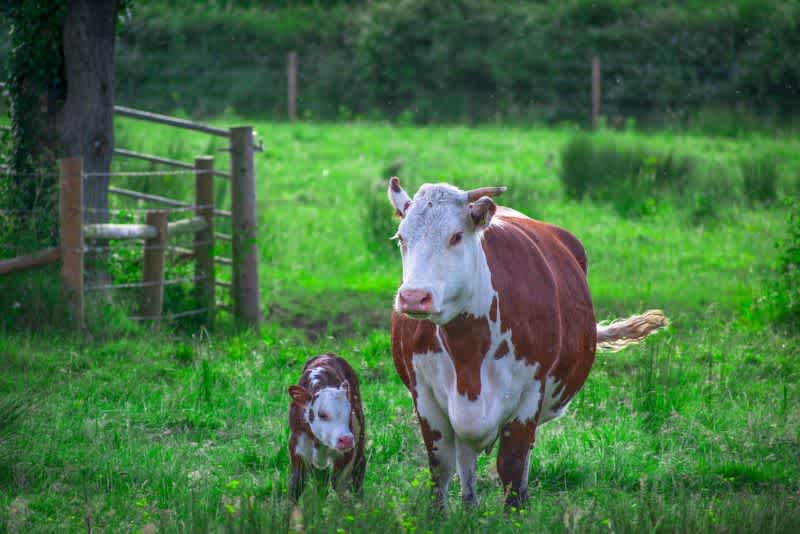 A brown and white cow with her calf walking through a green pasture
