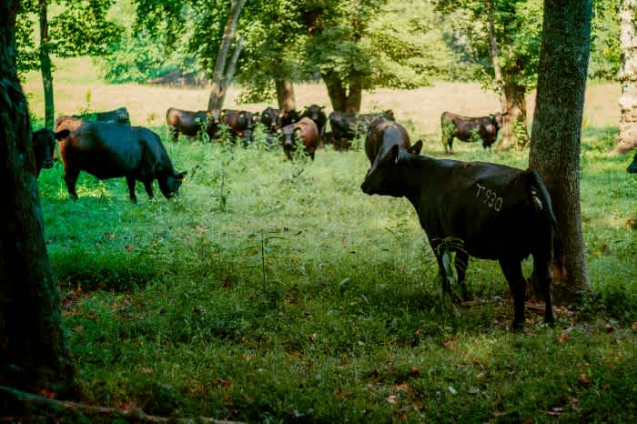 Cattle grazing grass in a pasture that is full of trees enjoying the shade