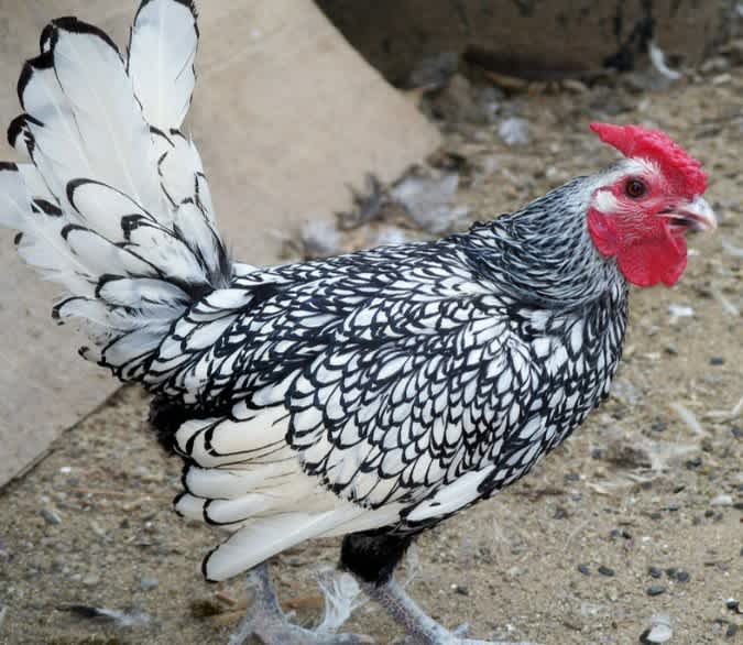 A white Sebright Rooster with black-tipped feathers walking around on a patch of dirt