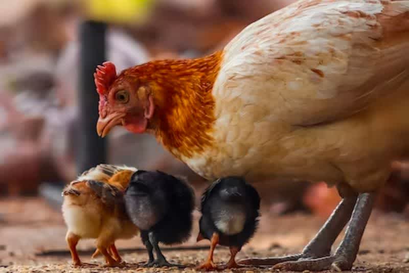 A hen searching for food with her three baby chicks outdoors