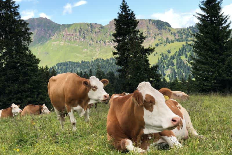Four brown and white cows laying in the green grassy field with mountains in the background