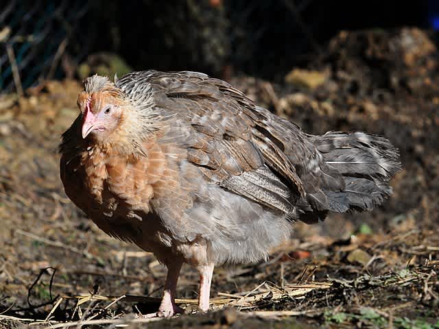 a cream legbar chicken stooping down and foraging