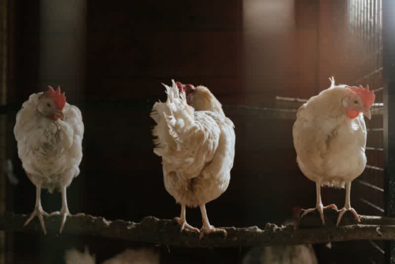 Three white chickens, evenly spaced, standing on a rustic wooden tree branch in a chicken coop.