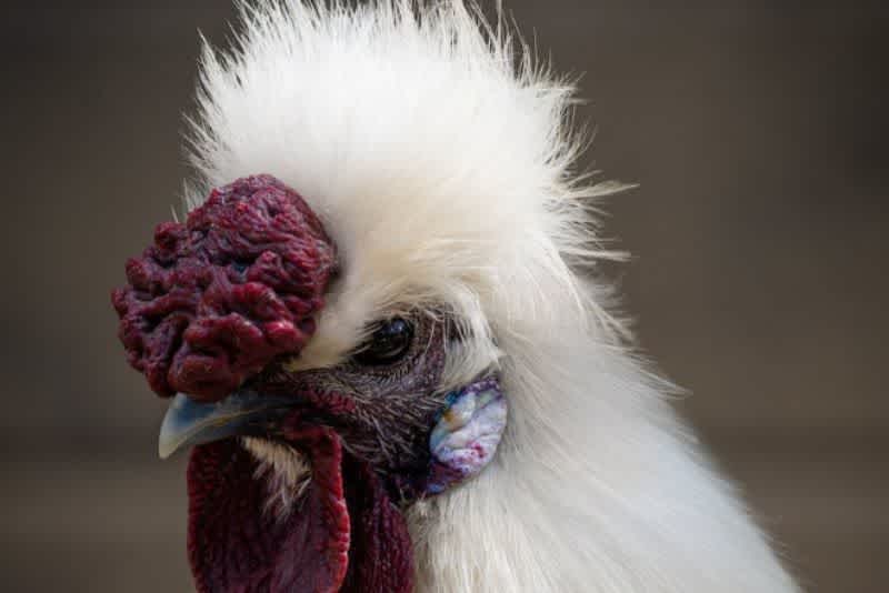 A close-up photo of a white Silkie