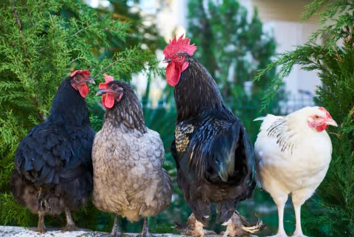 Three black and grey roosters and a white hen standing next to a green bush looking in different directions