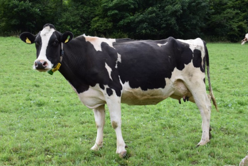 A black and white dairy cow standing outside on some grass
