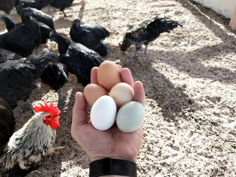 man holding five different types of eggs with chickens in the background