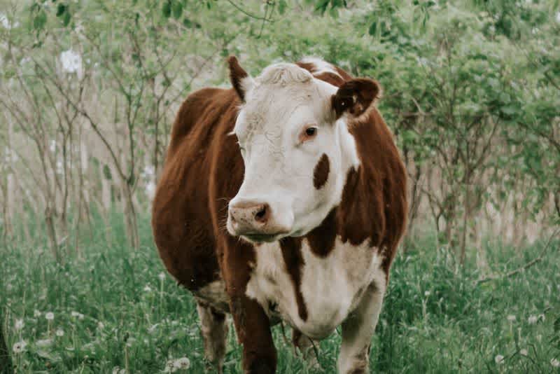 A pregnant brown and white cow standing on grass with trees behind it.