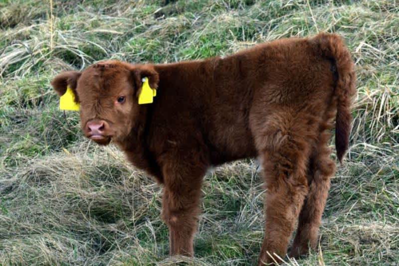 A fuzzy brown teacup mini cow with yellow tags on its ears standing on grass outside