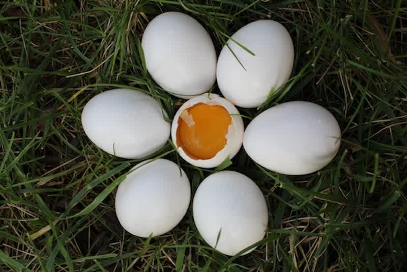 seven eggs laid out on the grass in the shape of a flower. The middle egg is cracked